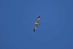 Larus delawarensis