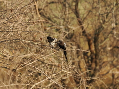 Lanius melanoleucus
