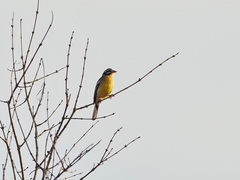 Emberiza flaviventris