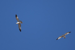 Larus delawarensis