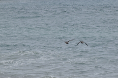 Lophonetta specularioides