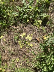 Raphanus raphanistrum