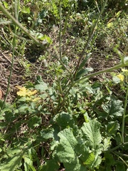 Raphanus raphanistrum