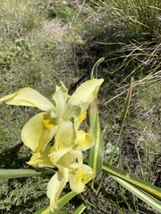 Moraea spathulata