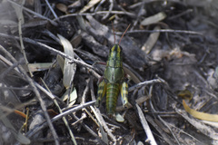 Campylacantha olivacea