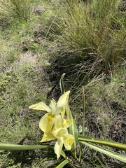 Moraea spathulata