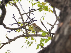 Cercotrichas leucophrys