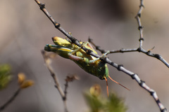 Campylacantha olivacea