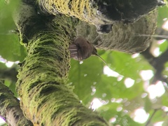 Campylorhamphus pusillus