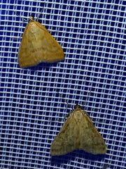 Sitochroa verticalis