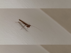 Mantodea