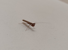 Mantodea