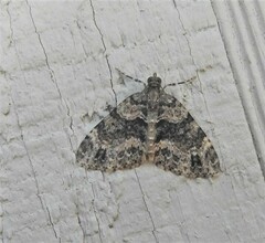 Hammaptera parinotata