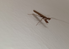Mantodea