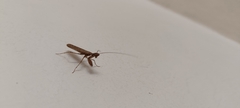 Mantodea