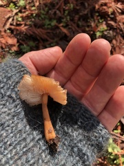 Pluteus romellii