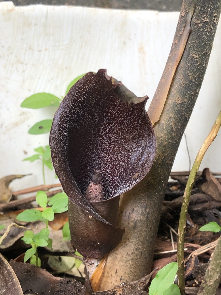Dracontium purdieanum