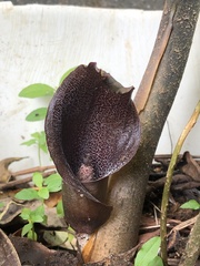 Dracontium purdieanum