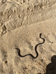 Lampropeltis extenuata