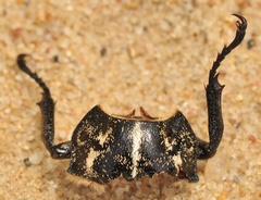 Polyphylla fullo