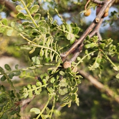 Bursera microphylla