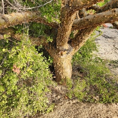 Bursera microphylla