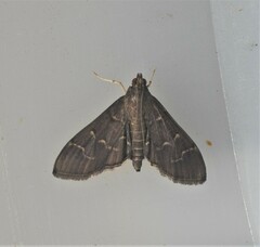 Pilocrocis ramentalis