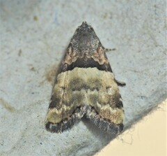 Cobubatha dividua