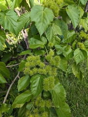 Entelea arborescens