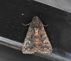 Condica albigera