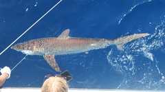 Carcharhinus falciformis