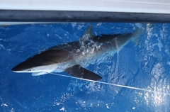 Carcharhinus falciformis