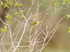 Apalis flavida