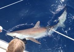 Carcharhinus falciformis