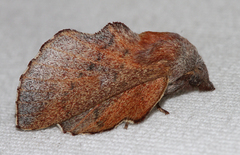 Phyllodesma americana