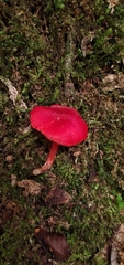 Pseudohygrocybe