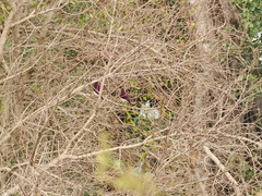 Cinnyricinclus leucogaster