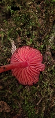 Pseudohygrocybe