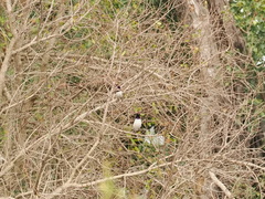 Cinnyricinclus leucogaster