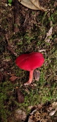 Pseudohygrocybe