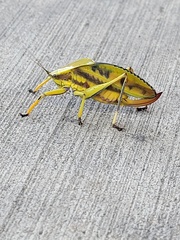 Metholce nigritarsis