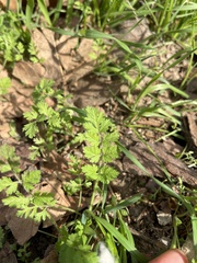 Anthriscus caucalis