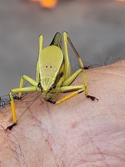 Metholce nigritarsis