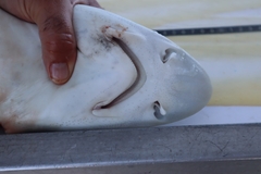 Mustelus sinusmexicanus