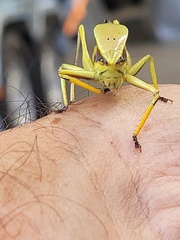 Metholce nigritarsis