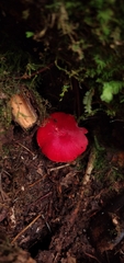 Pseudohygrocybe