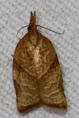 Platynota texana