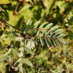 Indigofera fruticosa
