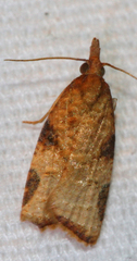 Platynota labiosana