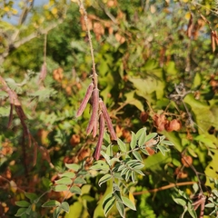 Indigofera fruticosa